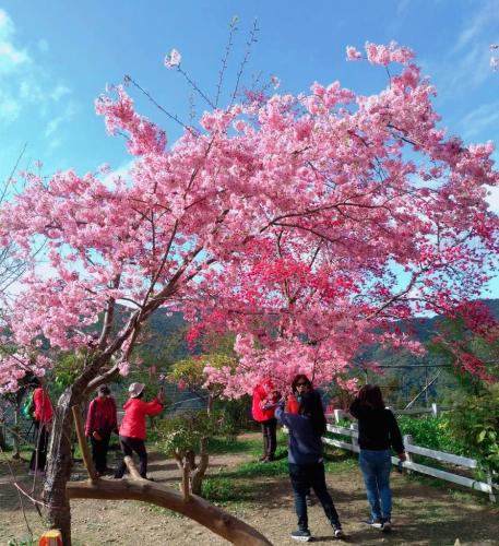 陽明山上花盛開